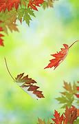 Image result for Falling Leaf Photography