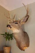 Image result for Deer Head Outline Vector