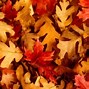 Image result for Fall Foliage Wallpaper Autumn Leaves