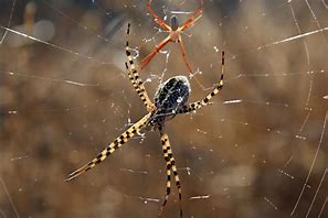 Image result for Orb Weaver Spider Arizona