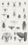 Image result for Hawthorn Shield Bug