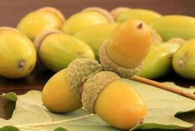 Image result for Oak Tree Fruit