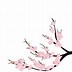 Image result for Cherry Blossom Flower Vector