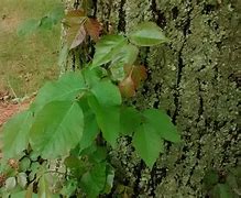 Image result for Poison Ivy Vine Growing Up a Tree