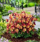 Image result for Columbine Early Bird Red ND Yellow