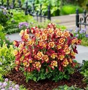 Image result for Columbine Early Bird Red ND Yellow