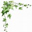 Image result for Clip Art Ivy Branch