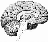 Image result for Neural Network in Human Brain Image