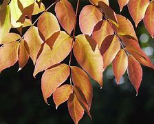 Image result for Simple Tree Branch with Leaves