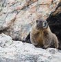 Image result for Rocky Mountain National Park Views