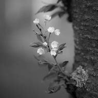 Image result for Cherry Blossom Tree Branch