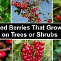 Image result for Shrub with Red Berries and Thorns