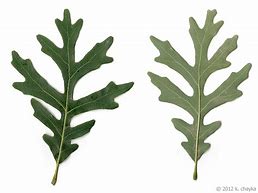 Image result for Quercus Alba Leaf