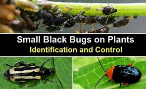 Image result for Bugs Eating My Plants Leaves