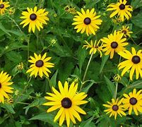 Image result for Rudbeckia Leaves Photo