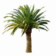 Image result for Palm Tree Trunk Printable