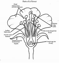 Image result for Flower Coloring Pages with Birds