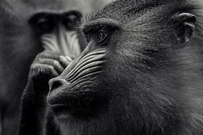 Image result for Black and White Animal Faces