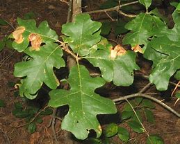 Image result for Post Oak Leaf Designs