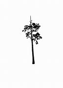 Image result for Cartoon Pine Tree Silhouette