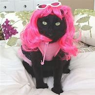 Image result for Animals with Wigs