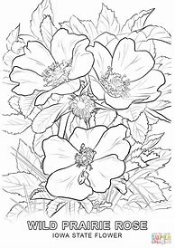 Image result for Iowa State Bird Coloring Page