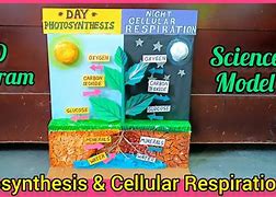 Image result for Photosynthesis and Cellular Respiration Comparison Chart