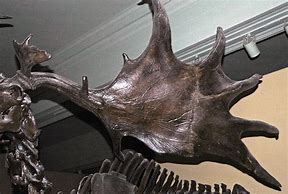 Image result for Irish Elk Skeleton