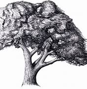 Image result for Tree Branch Pencil Drawing