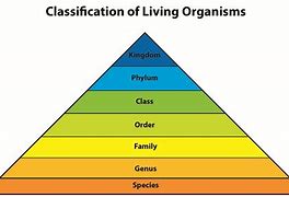 Image result for Class Hierarchy