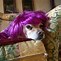 Image result for Animals with Wigs