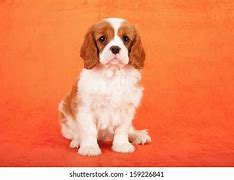 Image result for Spaniel Lab Mix Puppy