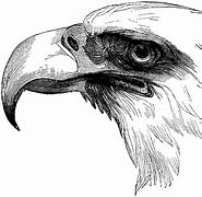 Image result for Realistic Eagle Coloring Pages