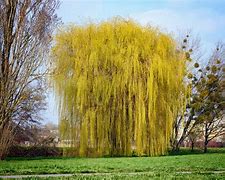 Image result for Weeping Willow Clip Art