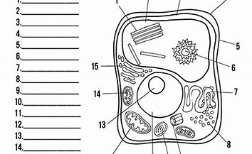 Image result for Blank Plant Cell Diagram