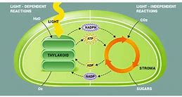 Image result for Light-Dependent Reaction