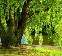 Image result for Weeping Willow Growth Chart