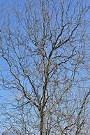 Image result for Willow Tree Branch