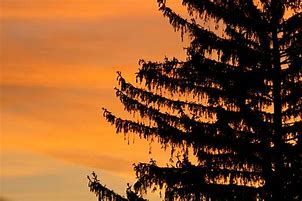 Image result for Cartoon Pine Tree Silhouette