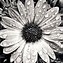 Image result for Beautiful Black and White Flowers