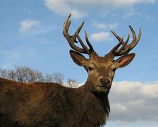 Image result for Stag Horns