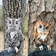 Image result for Eastern Screech Owl Legs