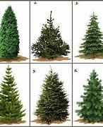 Image result for real christmas tree types