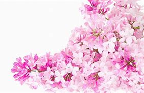 Image result for Pink Floral Openings Available Pic