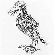 Image result for animal skeleton drawing