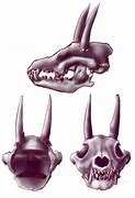 Image result for Wolf Skull Wallpaper