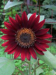 Image result for Different Sunflowers