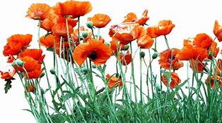 Image result for Poppy Flower Line Drawing