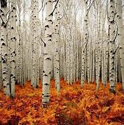 Image result for Aspen Tree Forest Silhouette