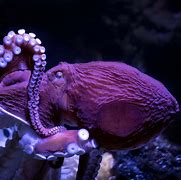 Image result for Nemo Octopus